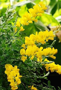 فروش یاس پر طاووسی